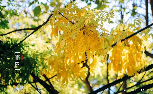 20180319152144338915702313.jpg 18霜降.jpg